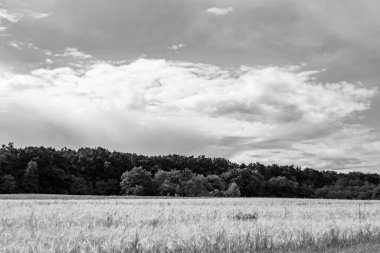 Renkli doğal arka plan üzerine köy çayırında güzel bir ufuk manzarası, uzun çayırdaki çayır köyünde ufuk manzarası, hayvan için köy otlağındaki ufuk doğa manzarası.