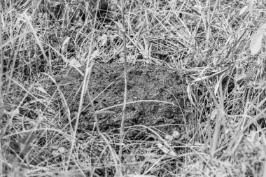 Tema üzerine fotoğraf. Taze inek gübresi gübresi gübresi gübresi. Gübre gübresi doğadan gelir.