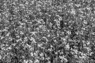 Tema üzerine fotoğraf. Arka planda yetişen yabani çiçek hardalı. Çiçek yetiştiren yabani hardaldan çayıra kadar fotoğraf.