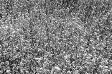 Tema üzerine fotoğraf. Arka planda yetişen yabani çiçek hardalı. Çiçek yetiştiren yabani hardaldan çayıra kadar fotoğraf.