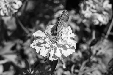 Arka plandaki güzel kelebek kral kelebek otlağı, çiçek kralından oluşan fotoğraf kelebeğe sinekler çayıra yavaş yavaş sinekler nektar toplar, çiçek kelebeği otlağı kırsalında kral kelebeği toplar.