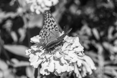 Arka plandaki güzel kelebek kral kelebek otlağı, çiçek kralından oluşan fotoğraf kelebeğe sinekler çayıra yavaş yavaş sinekler nektar toplar, çiçek kelebeği otlağı kırsalında kral kelebeği toplar.