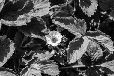 Tema üzerine fotoğraf: Doğal yapraklı güzel böğürtlen dalı, kırsal alanda çilek dalından oluşan fotoğraf, büyük bahçedeki çilek dalları.