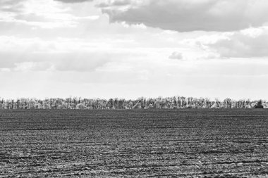 Organik hasat için büyük boş tarla fotoğrafları, gökyüzü arka planında hasat için büyük boş tarım tarlalarından oluşan fotoğraf, bu sonbahar mevsiminde hasat için boş tarla.