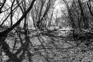 Tema üzerine fotoğrafçılık Vahşi Orman 'daki güzel patika, Vahşi Orman' a uzanan kırsal yaya yolu, İnsansız Orman 'a giden yol, Vahşi Orman' daki yaya yolu, Bu doğal doğa