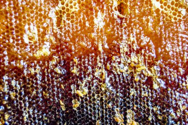 Altın nektarla dolu altıgen bal peteklerinden arı damlayan bal damlası, bal peteği yaz kompozisyonu doğal bal damlası, balmumu çerçeve arısına damlayan bal damlası, bal peteğine damlayan bal damlası