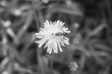 Arka planda yaban arısı kanatlı güzel bir arı, yabani çiçeklerden oluşan bir fotoğraf. Arı otlağa doğru yavaşça uçuyor bal için nektar topluyor, kır otlaklarında yabani bir çiçek arısı.