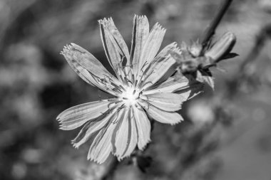 Çayırlarda yetişen güzel yabani çiçek hindibası. Yabani büyüyen çiçek hindibasından çim çayırına kadar sıradan, kırsal alanlarda sıradan yetişen yabani çiçek hindibasından oluşan fotoğraf.
