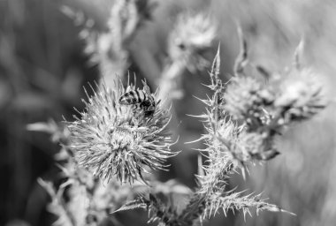 Arka planda yaban arısı kanatlı güzel bir arı, yabani çiçeklerden oluşan bir fotoğraf. Arı otlağa doğru yavaşça uçuyor bal için nektar topluyor, kır otlaklarında yabani bir çiçek arısı.