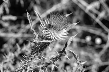Arkaplan otlağında güzel yetişen çiçek kökü dikenli devedikeni. Çiçek kökü dikeninden çim çayırına kadar uzanan fotograf. Meadow kırsalında çiçek kökü dikenli dikenli devedikeni.