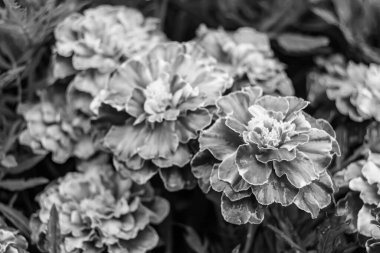 Arka bahçedeki çayırlarda yetişen güzel yabani çiçek kadife çiçeği takvimi, yabani çiçek kadife çiçeklerinden çayırlara, bitki çayırlarında yetişen yabani çiçek kadife çiçekleri.