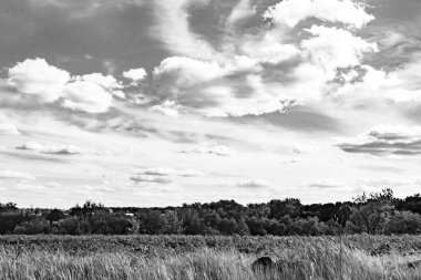 Renkli doğal arka plan üzerine köy çayırında güzel bir ufuk manzarası, uzun çayırdaki çayır köyünde ufuk manzarası, hayvan için köy otlağındaki ufuk doğa manzarası.
