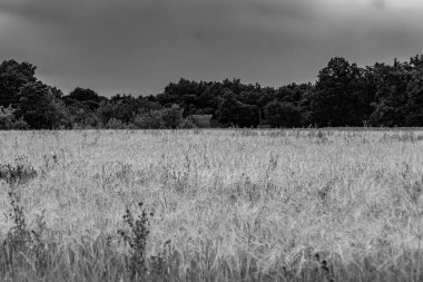 Organik hasat için büyük buğday tarlası temalı fotoğraf, gökyüzü arka planında hasat için büyük buğday tarlalarından oluşan fotoğraf, bu sonbahar mevsiminde hasat için buğday tarlası.