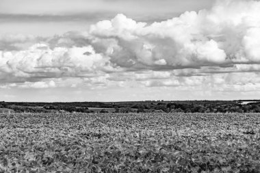 Renkli doğal arka plan üzerine köy çayırında güzel bir ufuk manzarası, uzun çayırdaki çayır köyünde ufuk manzarası, hayvan için köy otlağındaki ufuk doğa manzarası.