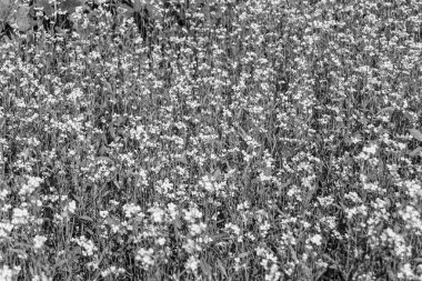 Tema üzerine fotoğraf. Arka planda yetişen yabani çiçek hardalı. Çiçek yetiştiren yabani hardaldan çayıra kadar fotoğraf.