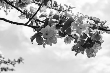 Tema üzerine fotoğraf: Temiz gökyüzü altında doğal yaprakları olan güzel meyve dalı elma ağacı, kırsal alanda meyve dalı elma ağacı, büyük bahçede çiçek dalı elma ağacı.