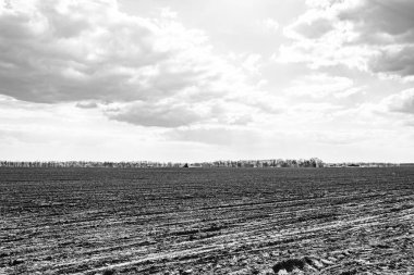 Organik hasat için büyük boş tarla fotoğrafları, gökyüzü arka planında hasat için büyük boş tarım tarlalarından oluşan fotoğraf, bu sonbahar mevsiminde hasat için boş tarla.