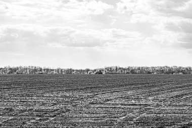 Organik hasat için büyük boş tarla fotoğrafları, gökyüzü arka planında hasat için büyük boş tarım tarlalarından oluşan fotoğraf, bu sonbahar mevsiminde hasat için boş tarla.