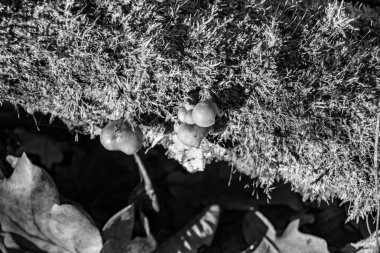 Ormanda yaprakların üzerinde büyük ve güzel zehirli mantar teması için fotoğraf, doğal zehirli mantarlardan ormanlara kadar fotoğraf, büyük ormanlarda zehirli mantarlar.