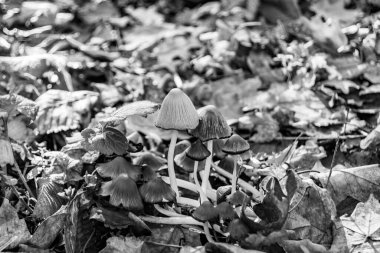 Ormanda yaprakların üzerinde büyük ve güzel zehirli mantar teması için fotoğraf, doğal zehirli mantarlardan ormanlara kadar fotoğraf, büyük ormanlarda zehirli mantarlar.