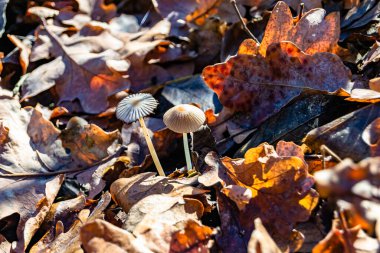Ormanda yaprakların üzerinde büyük ve güzel zehirli mantar teması için fotoğraf, doğal zehirli mantarlardan ormanlara kadar fotoğraf, büyük ormanlarda zehirli mantarlar.