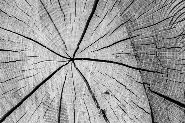 Güzel ahşap çatlak eski meşe, doğal doku yakın, eski yüzey ahşap meşe, çizgili doku eski meşe, duvar kağıdı arka planı için dekoratif tekir kırığı.