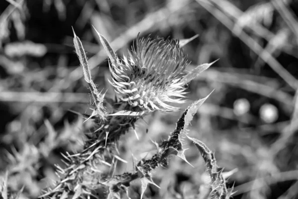 Arkaplan otlağında güzel yetişen çiçek kökü dikenli devedikeni. Çiçek kökü dikeninden çim çayırına kadar uzanan fotograf. Meadow kırsalında çiçek kökü dikenli dikenli devedikeni.