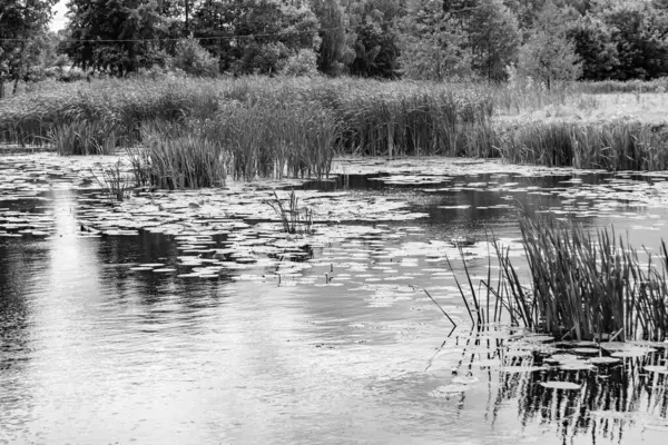 Kırsal kesimde yetişen güzel ot sazları renkli arka planda yetişiyor. Islak sularda vahşi ot bataklık kamışları, doğadan gelen uzun çimen kamışları.