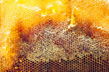 Altın nektarla dolu altıgen bal peteklerinden arı damlayan bal damlası, bal peteği yaz kompozisyonu doğal bal damlası, balmumu çerçeve arısına damlayan bal damlası, bal peteğine damlayan bal damlası