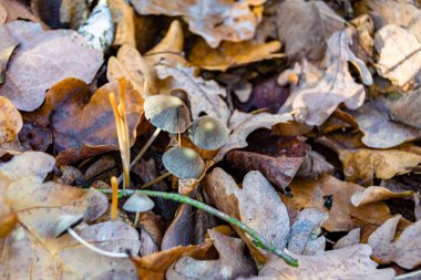 Ormanda yaprakların üzerinde büyük ve güzel zehirli mantar teması için fotoğraf, doğal zehirli mantarlardan ormanlara kadar fotoğraf, büyük ormanlarda zehirli mantarlar.