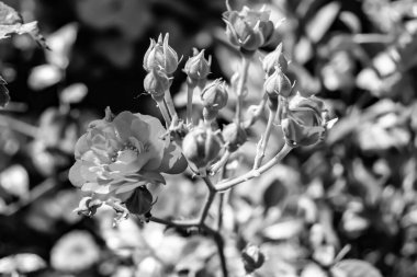 Tema üzerine fotoğraf. Arka planda büyüyen güzel çiçek. Yabani çiçeklerden oluşan fotoğraf. Çimen çayırına, yabani çiçeklerin büyüdüğü kır otlaklarında çiçek.