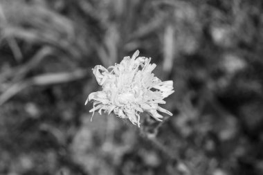 Arka planda büyüyen güzel çiçek tohumu karahindiba, yabani çiçek tohumu karahindibasından çim çayırına, kırsalda büyüyen yabani çiçek tohumu karahindibasından oluşan fotoğraf.