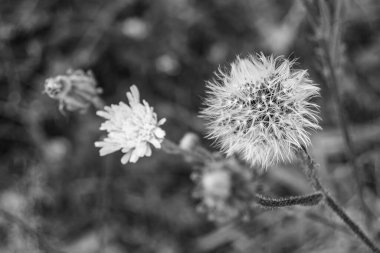 Arka planda büyüyen güzel çiçek tohumu karahindiba, yabani çiçek tohumu karahindibasından çim çayırına, kırsalda büyüyen yabani çiçek tohumu karahindibasından oluşan fotoğraf.