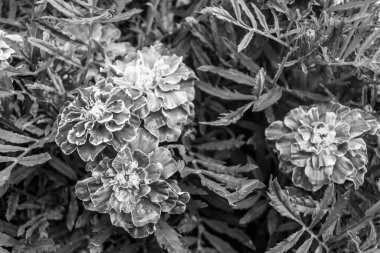 Arka bahçedeki çayırlarda yetişen güzel yabani çiçek kadife çiçeği takvimi, yabani çiçek kadife çiçeklerinden çayırlara, bitki çayırlarında yetişen yabani çiçek kadife çiçekleri.