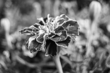 Arka bahçedeki çayırlarda yetişen güzel yabani çiçek kadife çiçeği takvimi, yabani çiçek kadife çiçeklerinden çayırlara, bitki çayırlarında yetişen yabani çiçek kadife çiçekleri.