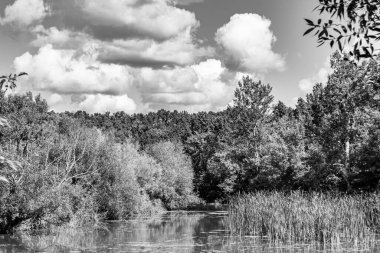Kırsal kesimde yetişen güzel ot sazları renkli arka planda yetişiyor. Islak sularda vahşi ot bataklık kamışları, doğadan gelen uzun çimen kamışları.