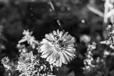 Arka planda yaban arısı kanatlı güzel bir arı, yabani çiçeklerden oluşan bir fotoğraf. Arı otlağa doğru yavaşça uçuyor bal için nektar topluyor, kır otlaklarında yabani bir çiçek arısı.