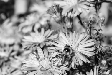 Arka planda yaban arısı kanatlı güzel bir arı, yabani çiçeklerden oluşan bir fotoğraf. Arı otlağa doğru yavaşça uçuyor bal için nektar topluyor, kır otlaklarında yabani bir çiçek arısı.