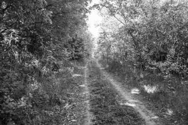 Tema üzerine fotoğrafçılık Vahşi Orman 'daki güzel patika, Vahşi Orman' a uzanan kırsal yaya yolu, İnsansız Orman 'a giden yol, Vahşi Orman' daki yaya yolu, Bu doğal doğa