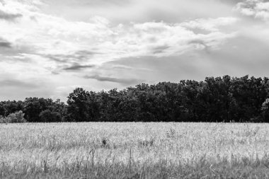 Renkli doğal arka plan üzerine köy çayırında güzel bir ufuk manzarası, uzun çayırdaki çayır köyünde ufuk manzarası, hayvan için köy otlağındaki ufuk doğa manzarası.