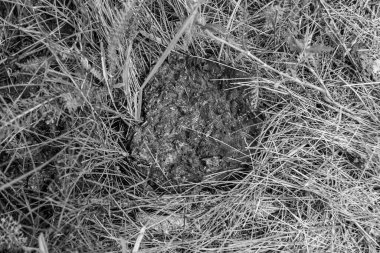 Tema üzerine fotoğraf. Taze inek gübresi gübresi gübresi gübresi. Gübre gübresi doğadan gelir.