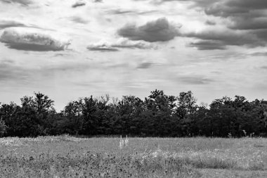 Renkli doğal arka plan üzerine köy çayırında güzel bir ufuk manzarası, uzun çayırdaki çayır köyünde ufuk manzarası, hayvan için köy otlağındaki ufuk doğa manzarası.