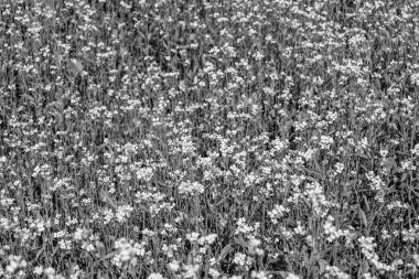 Tema üzerine fotoğraf. Arka planda yetişen yabani çiçek hardalı. Çiçek yetiştiren yabani hardaldan çayıra kadar fotoğraf.