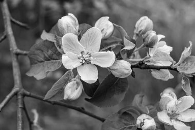 Tema üzerine fotoğraf: Temiz gökyüzü altında doğal yaprakları olan güzel meyve dalı elma ağacı, kırsal alanda meyve dalı elma ağacı, büyük bahçede çiçek dalı elma ağacı.