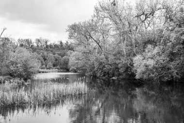 Kırsal kesimde yetişen güzel ot sazları renkli arka planda yetişiyor. Islak sularda vahşi ot bataklık kamışları, doğadan gelen uzun çimen kamışları.