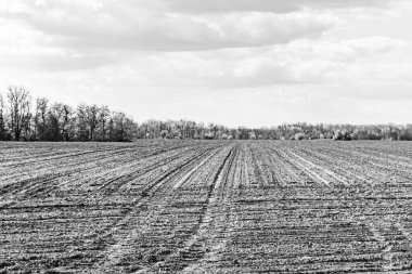 Organik hasat için büyük boş tarla fotoğrafları, gökyüzü arka planında hasat için büyük boş tarım tarlalarından oluşan fotoğraf, bu sonbahar mevsiminde hasat için boş tarla.