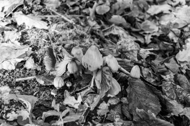 Ormanda yaprakların üzerinde büyük ve güzel zehirli mantar teması için fotoğraf, doğal zehirli mantarlardan ormanlara kadar fotoğraf, büyük ormanlarda zehirli mantarlar.
