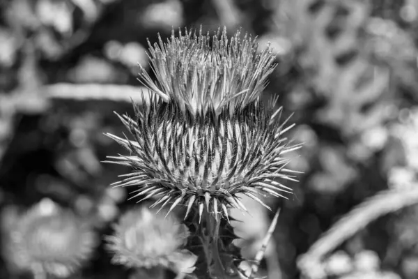 stock image Beautiful growing flower root burdock thistle on background meadow, photo consisting from growing flower root burdock thistle to grass meadow, growing flower root burdock thistle at meadow countryside