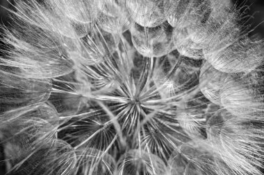 Arka planda büyüyen güzel çiçek tohumu karahindiba, yabani çiçek tohumu karahindibasından çim çayırına, kırsalda büyüyen yabani çiçek tohumu karahindibasından oluşan fotoğraf.