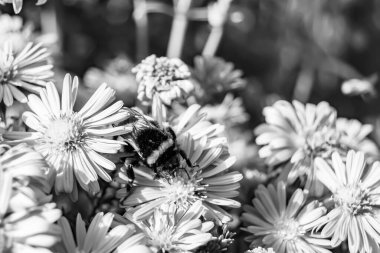 Arka planda yaban arısı kanatlı güzel bir arı, yabani çiçeklerden oluşan bir fotoğraf. Arı otlağa doğru yavaşça uçuyor bal için nektar topluyor, kır otlaklarında yabani bir çiçek arısı.